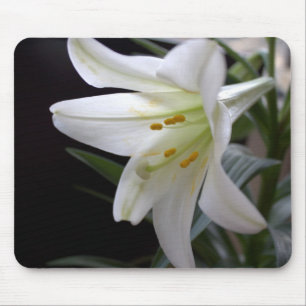 Hübsche, reine weiße Osterglockenblume in Schwarz Mousepad