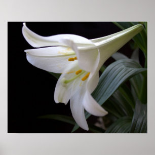 Hübsche, reine weiße Osterglockenblume in Schwarz Poster