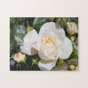 hübsche, reine weiße Rosenblüten. Liebe, Romantik Puzzle