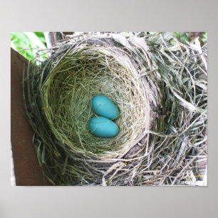Hübsche Robin-Eier Poster
