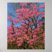 Hübsche rosa Azaleen Blumen Poster (Vorne)