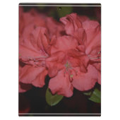 Hübsche rosa Azaleen Klemmbrett (Rückseite)