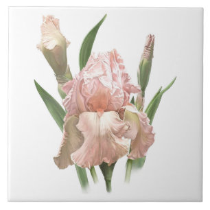 Hübsche rosa Bartirisblume, botanische Kunst Fliese