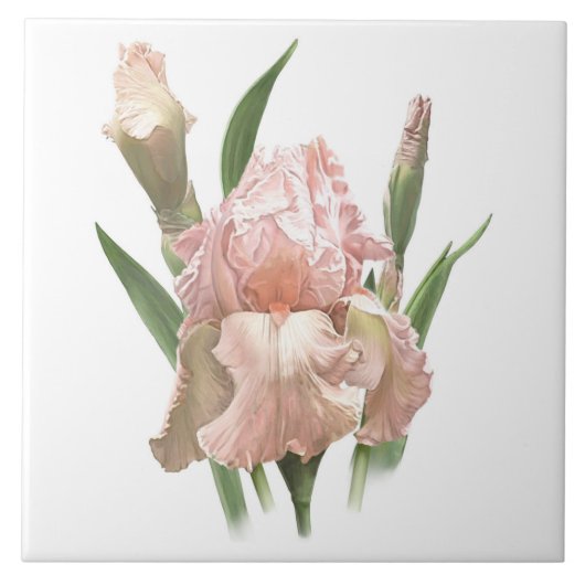 Hübsche rosa Bartirisblume, botanische Kunst Fliese (Vorderseite)
