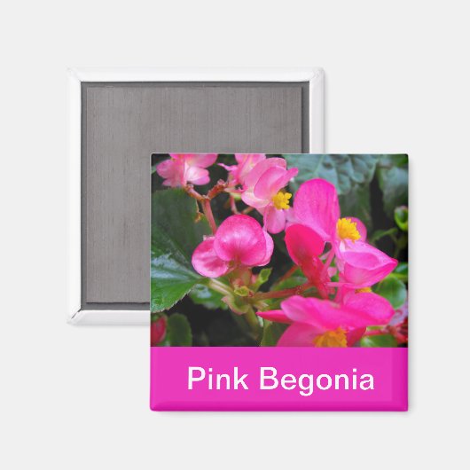 hübsche Rosa-Begonia-Blume Magnet (Vorderseite/Rückseite)