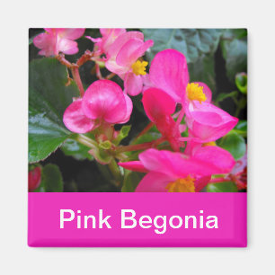 hübsche Rosa-Begonia-Blume Magnet