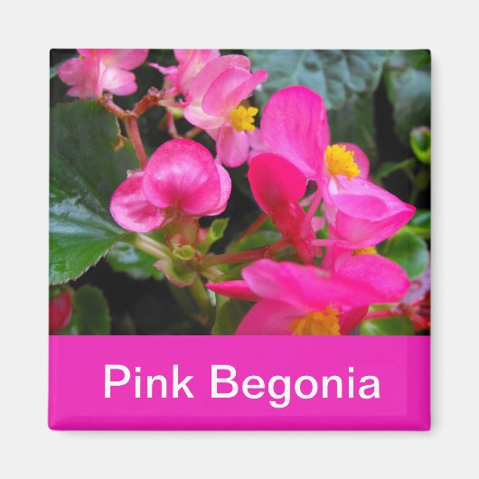 hübsche Rosa-Begonia-Blume Magnet (Vorne)
