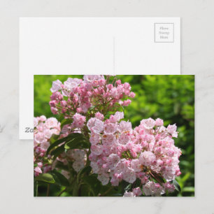 Hübsche rosa Berglorbeerblüten Postkarte
