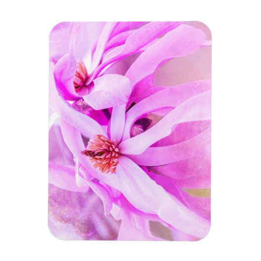 Hübsche rosa Blume blüht Magnet (Vertikal)