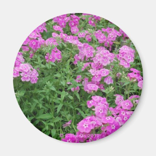 Hübsche rosa Blume Magnet (Vorne)