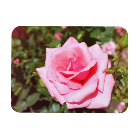 hübsche Rosa-Blume mit süßen Herzen Magnet (Horizontal)