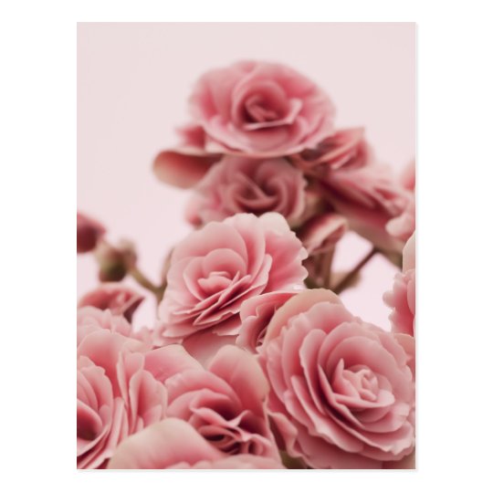 Hubsche Rosa Blumen Postkarte Zazzle De