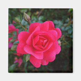 hübsche Rosa-Blumenfotografie Magnet