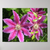 Hübsche Rosa Clematitis drucken Poster (Vorne)