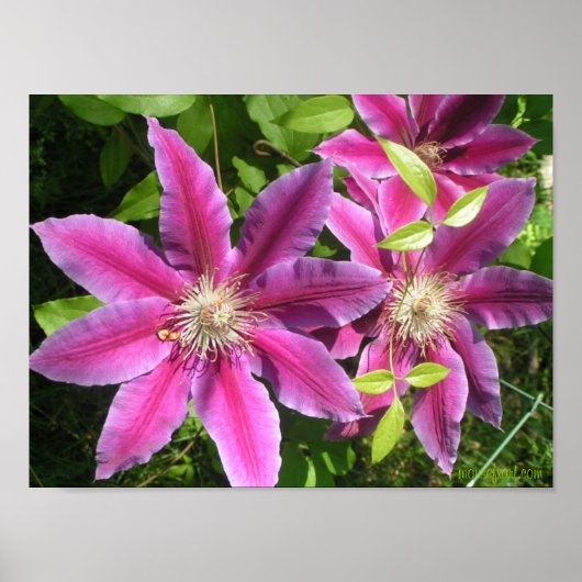 Hübsche Rosa Clematitis drucken Poster (Vorne)
