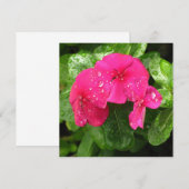 Hübsche Rosa Frühlingsblumen Makrofotografie (Vorne/Hinten)