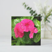 Hübsche Rosa Frühlingsblumen Makrofotografie (Stehend Vorderseite)