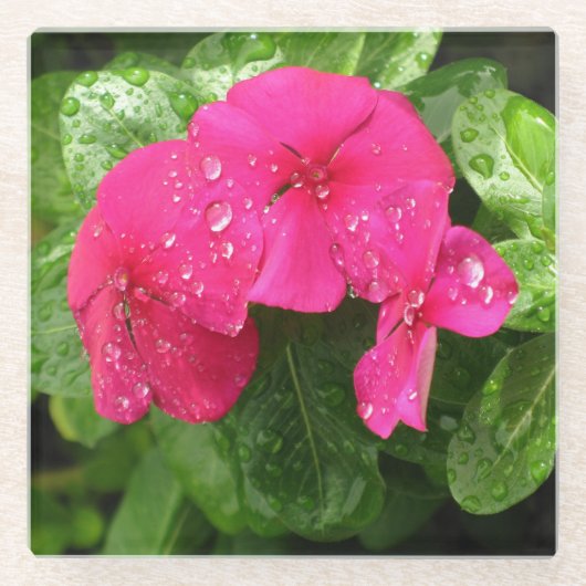 Hübsche Rosa Frühlingsblumen Makrofotografie Glasuntersetzer (Vorderseite)