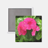 Hübsche Rosa Frühlingsblumen Makrofotografie Magnet (Vorderseite/Rückseite)