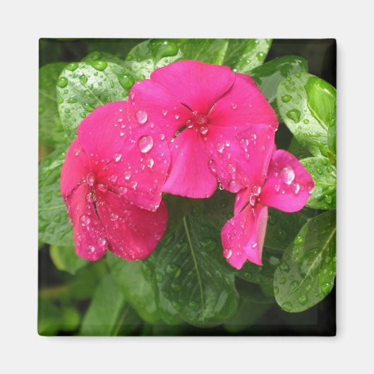 Hübsche Rosa Frühlingsblumen Makrofotografie Magnet (Vorne)