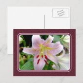 Hübsche Rosa Liege Blume Postkarte (Vorne/Hinten)