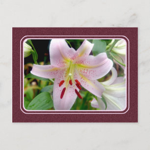 Hübsche Rosa Liege Blume Postkarte