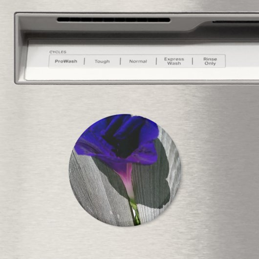 Hübsche Rosa-Lila Morgenruhm-Blume Magnet (In Situ (Geschirrspüler))
