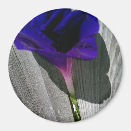 Hübsche Rosa-Lila Morgenruhm-Blume Magnet