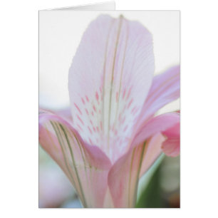 Hübsche rosa PastellBlume