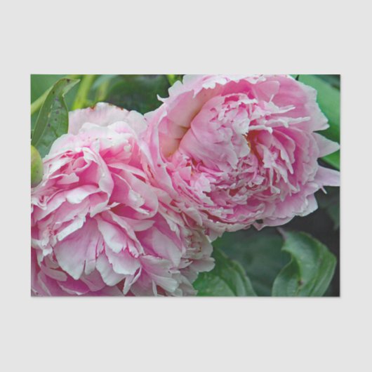 Hübsche rosa Peonies Seidenpapier (Vorderseite)