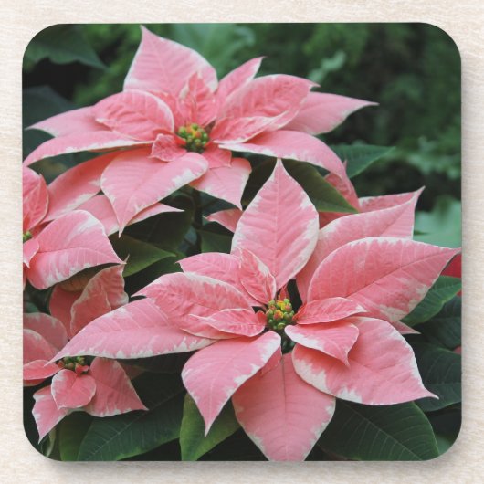 Hübsche rosa Poinsettia-Untersetzer Getränkeuntersetzer (Vorderseite)