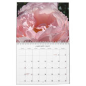 Hübsche Rosa Princess Rose Garten Kalender Rose (Jan 2027)