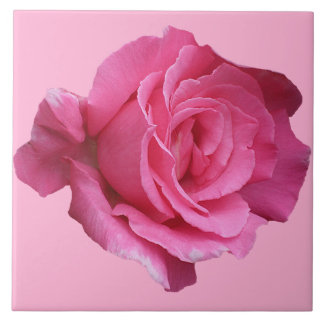 Hübsche Rosa Rosa Blütenkunst Fliese