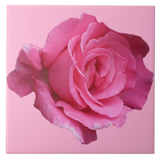 Hübsche Rosa Rosa Blütenkunst Fliese (Vorderseite)
