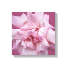 Hübsche rosa Rosa schöne, moderne Kunst