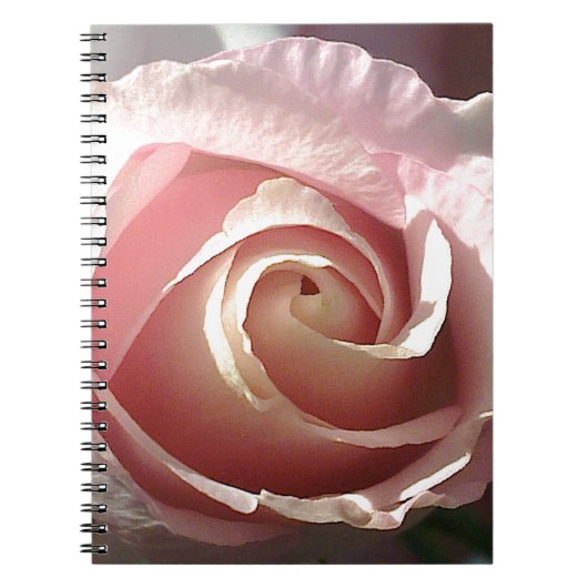 Hübsche rosa Rose Notizblock (Vorderseite)