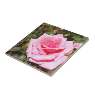 hübsche rosa Rosenblume mit süßen Herzen Fliese