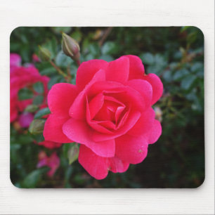 hübsche rosa Rosenblumenfotografie Mousepad