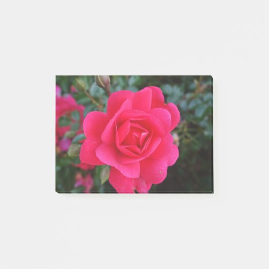 hübsche rosa Rosenblumenfotografie Post-it Klebezettel (Vorderseite)