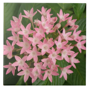 Hübsche, rosa tropische Blume Tile Fliese