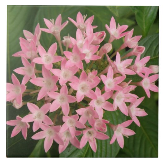Hübsche, rosa tropische Blume Tile Fliese (Vorderseite)