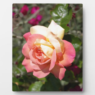 Hübsche rosa und gelbe Rosenblume. Floral Fotoplatte