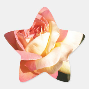 Hübsche rosa und gelbe Rosenblume. Floral Stern-Aufkleber