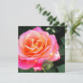 Hübsche Rosa und Orange Rose Makro Foto Gruß (Stehend Vorderseite)