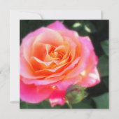 Hübsche Rosa und Orange Rose Makro Foto Gruß (Vorderseite)
