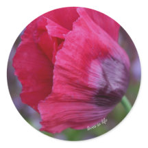Hübsche rosa und violette Mohnblume