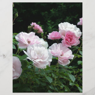 hübsche rosa und weiße Rosenblütensträucher. Flora