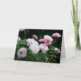 hübsche Rosa und weiße Rosenbüsche aus Blume. Blum Feiertagskarte