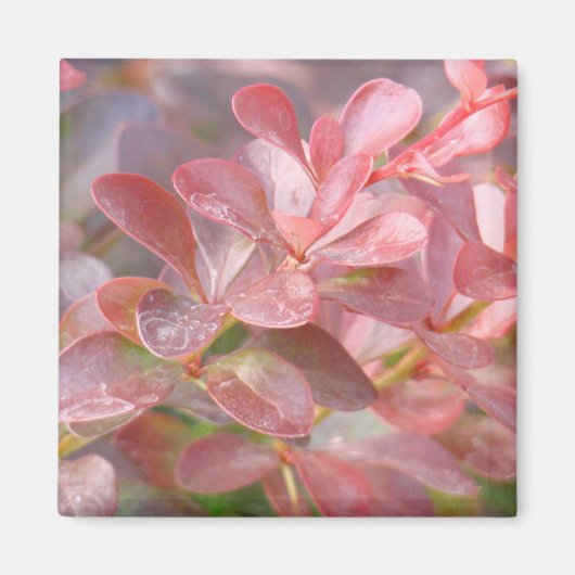 Hübsche rosa Zweige Magnet (Vorne)