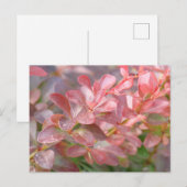 Hübsche rosa Zweige Postkarte (Vorne/Hinten)